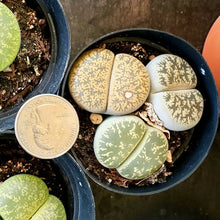 Load image into Gallery viewer, Lithops LIVE PLANT