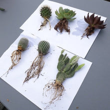 Load image into Gallery viewer, Desert Noir Super Root Sauce, Rooting Hormone, Rooting, Succulent, Cactus