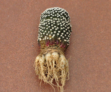 Load image into Gallery viewer, Desert Noir Super Root Sauce, Rooting Hormone, Rooting, Succulent, Cactus