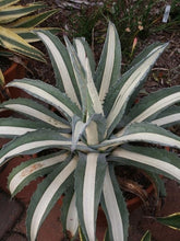 Load image into Gallery viewer, White Stripe Agave RARE, Agave Americana mediopicta 'Alba'. Agave, cactus, succulent, live plant