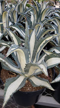 Load image into Gallery viewer, White Stripe Agave RARE, Agave Americana mediopicta 'Alba'. Agave, cactus, succulent, live plant