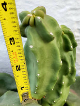 Load image into Gallery viewer, Pachycereus schottii monstrosus, Lophocereus schottii, Minor, Totem Pole Cactus, cactus, succulent