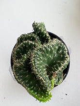 Load image into Gallery viewer, Emerald Idol, Opuntia Cylindrica Cristata, Succulent, Crested Cactus, Live Cactus