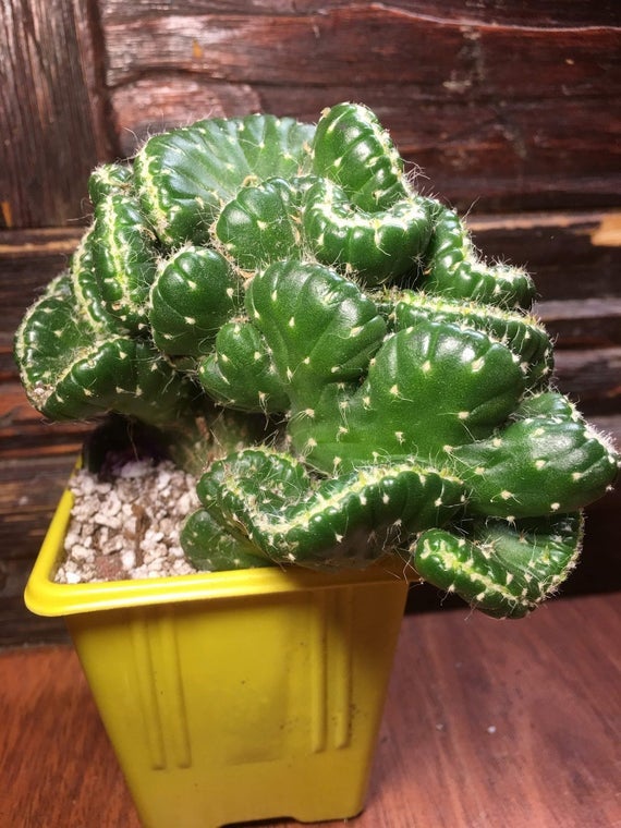 cristata succulent Emerald Idol, Opuntia Cylindrica Cristata, Succulent, Crested Cactus, – Desert Noir