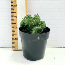 Load image into Gallery viewer, Emerald Idol, Opuntia Cylindrica Cristata, Succulent, Crested Cactus, Live Cactus