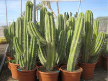 Load image into Gallery viewer, Polaskia Chichipe, Cactus, Succulent, Live plant