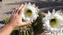 Load image into Gallery viewer, Argentine Giant Cactus – Echinopsis candicans Live Cactus Plant, Night Blooming White Flowers, Drought-Tolerant Landscape