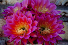 Load image into Gallery viewer, Argentine Giant Cactus – Echinopsis candicans Live Cactus Plant, Night Blooming White Flowers, Drought-Tolerant Landscape