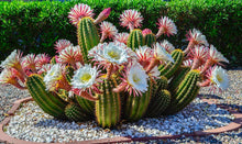 Load image into Gallery viewer, Argentine Giant Cactus – Echinopsis candicans Live Cactus Plant, Night Blooming White Flowers, Drought-Tolerant Landscape