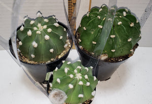 Domino Cactus, Echinopsis subdenudata, Easter Lilly, Succulent
