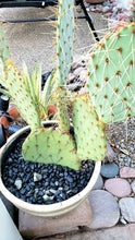 Load image into Gallery viewer, Larger Top Dressing Rock, Black/ White/ Natural, cactus, succulent, garden
