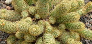 Copper King Cactus, Mammillaria elongata, the gold lace cactus , ladyfinger cactus, Succulent