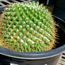 Load image into Gallery viewer, Mammillaria Apozolensis, Cactus, Succulent, Live Plant