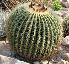 Load image into Gallery viewer, Golden Barrel Cactus – Echinocactus grusonii Live Succulent, Round Desert Cactus, Drought-Tolerant, Rare Landscape Plant