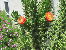 Load image into Gallery viewer, Eve's Pin, Austrocylindropuntia subulata,