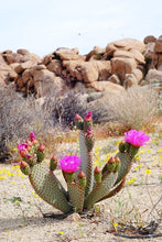 Load image into Gallery viewer, Beavertail cactus, Beavertail prickly pear, Opuntia basilaris