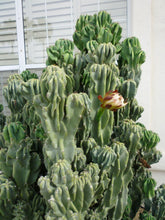 Load image into Gallery viewer, Cereus Peruvianus Monstrose, moon blooming