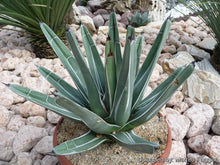Load image into Gallery viewer, King Ferdinand Agave, King Of The Agave, Nickelsiae