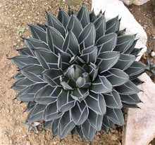 Load image into Gallery viewer, King Ferdinand Agave, King Of The Agave, Nickelsiae