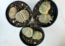 Load image into Gallery viewer, Lithops LIVE PLANT