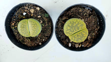 Load image into Gallery viewer, Lithops LIVE PLANT