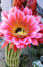Load image into Gallery viewer, Cactus care, bloom producing nutrients, gardening, cactus, succulents