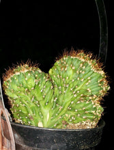 Load image into Gallery viewer, Rare Crested Cereus Peruvianus Monstrose, crested cactus, live plant