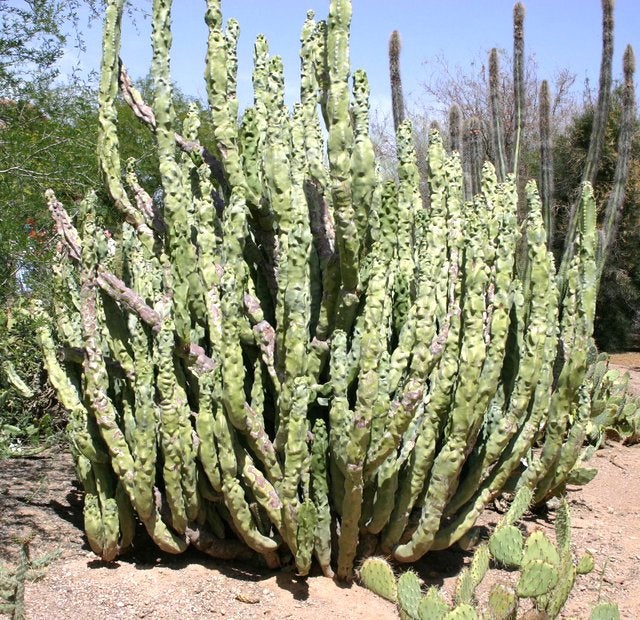 Pachycereus schottii monstrosus, Lophocereus schottii, Minor, Totem Pole Cactus, cactus, succulent