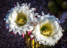 Load image into Gallery viewer, Argentine Giant Cactus – Echinopsis candicans Live Cactus Plant, Night Blooming White Flowers, Drought-Tolerant Landscape