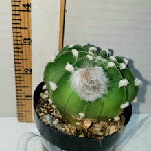 Load image into Gallery viewer, Domino Cactus, Echinopsis subdenudata, Easter Lilly, Succulent