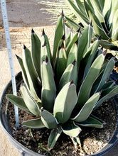 Load image into Gallery viewer, King Ferdinand Agave, King Of The Agave, Nickelsiae