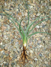 Load image into Gallery viewer, Red Yucca – Hesperaloe parviflora Live Plant, Drought-Tolerant Flowering Succulent, Coral Blooming Yucca, Xeriscape Favorite