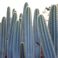 Load image into Gallery viewer, Blue Torch Cactus, Pilosocereus Azureus, Brazilian Blue Cactus, Live Plant, Cactus, Succulent