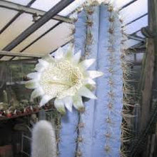Load image into Gallery viewer, Blue Torch Cactus, Pilosocereus Azureus, Brazilian Blue Cactus, Live Plant, Cactus, Succulent