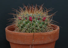 Load image into Gallery viewer, Mammillaria Apozolensis, Cactus, Succulent, Live Plant