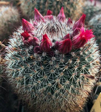 Load image into Gallery viewer, Mammillaria Apozolensis, Cactus, Succulent, Live Plant