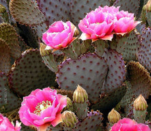 Load image into Gallery viewer, Beavertail cactus, Beavertail prickly pear, Opuntia basilaris