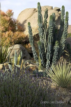 Load image into Gallery viewer, Cereus Peruvianus Monstrose, moon blooming