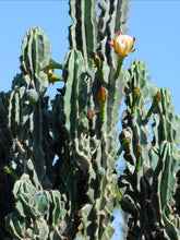 Load image into Gallery viewer, Cereus Peruvianus Monstrose, moon blooming