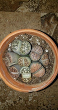 Load image into Gallery viewer, Lithops LIVE PLANT