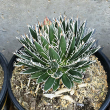 Load image into Gallery viewer, Black Widow Agave, Agave Schidigera