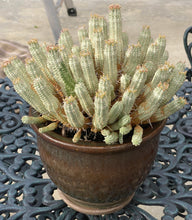 Load image into Gallery viewer, Euphorbia mammillaris variegata, Indian Corn Cob Catus, cactus, succulent, live plant