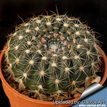 Load image into Gallery viewer, Notocactus Concinnus v Gerbalitoensis, Parodia concinna var. yerbalitoensis, Cactus, Succulent, Live Plant