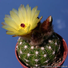 Load image into Gallery viewer, Notocactus Concinnus v Gerbalitoensis, Parodia concinna var. yerbalitoensis, Cactus, Succulent, Live Plant