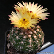 Load image into Gallery viewer, Notocactus Concinnus v Gerbalitoensis, Parodia concinna var. yerbalitoensis, Cactus, Succulent, Live Plant