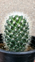 Load image into Gallery viewer, Mammillaria Apozolensis, Cactus, Succulent, Live Plant