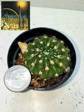 Load image into Gallery viewer, Notocactus Concinnus v Gerbalitoensis, Parodia concinna var. yerbalitoensis, Cactus, Succulent, Live Plant