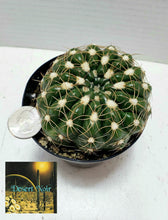 Load image into Gallery viewer, Notocactus Concinnus v Gerbalitoensis, Parodia concinna var. yerbalitoensis, Cactus, Succulent, Live Plant