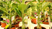 Load image into Gallery viewer, Desert Rose, Adenium obesum