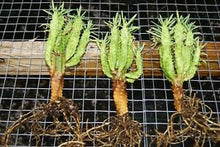 Load image into Gallery viewer, African Palm Tree, Euphorbia loricata,  Euphorbia armata, Euphorbia hystrix
